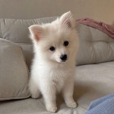 Foto do Bento (Spitz) enviada no WhatsApp